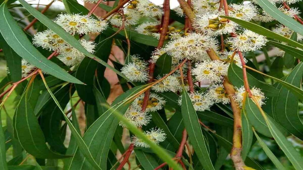 Eucalyptus-nicholii