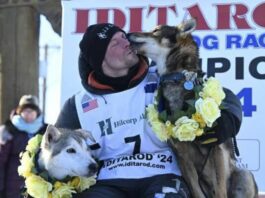 A picture of dogs at the Iditarod, prompting calls from PETA