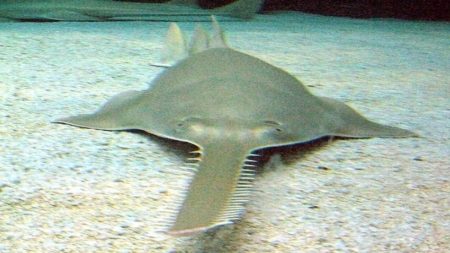 Sawfish