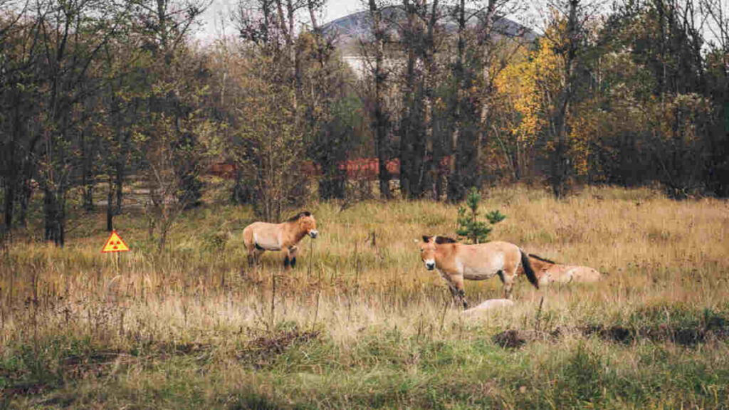 chernobyl-horses-in-field 