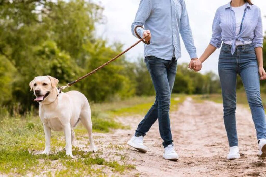 A picture of a dog owner walking his dogs