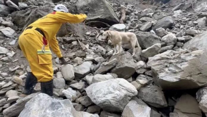 Roger, The dog atop someEarthquake debris