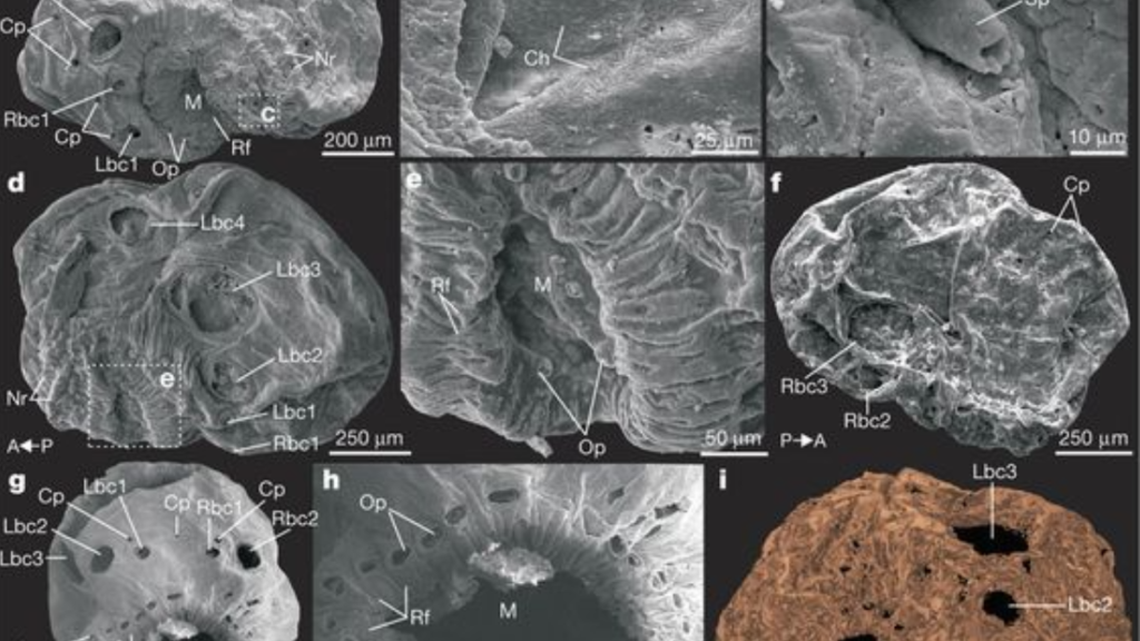 Saccorhytus 