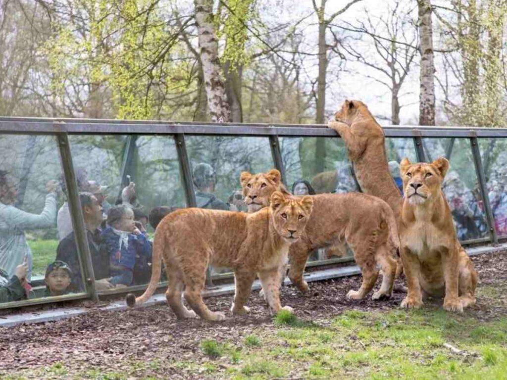 A group of lions in an enclosure