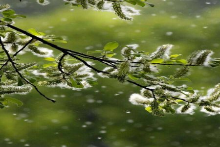 A Picture of a Pollen Tree