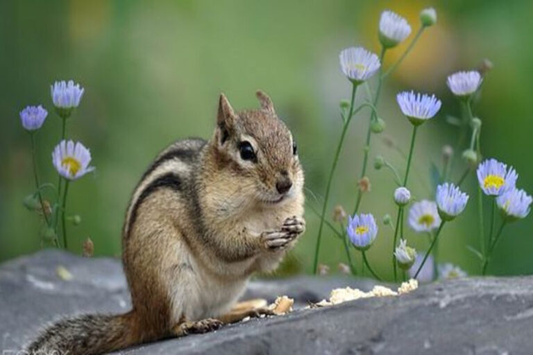 These Smells Will Keep Squirrels and Chipmunks From Your Garden