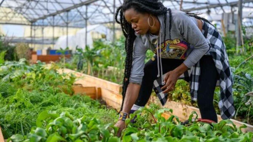 A Black Farmer