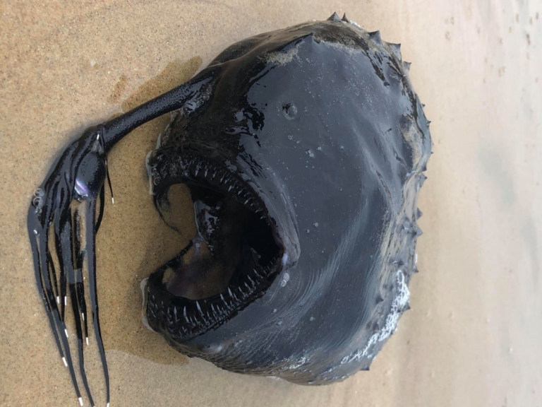 Rare Alien-Looking Deep-Sea Angler Fish Washes Up On Oregon Beach
