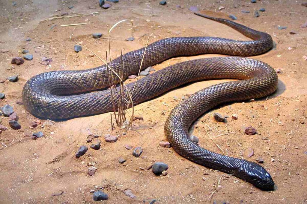 A picture of an inland Taipan.