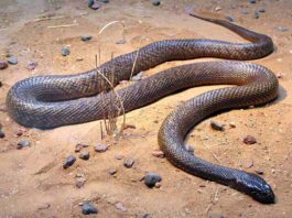 A picture of an inland Taipan.