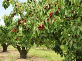 A picture of cherry tree orchard