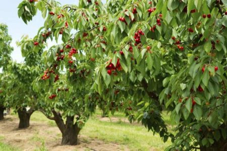 A picture of cherry tree orchard