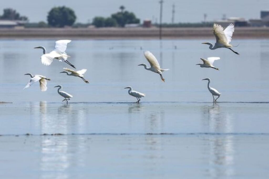 Egrets in Tulare Lake