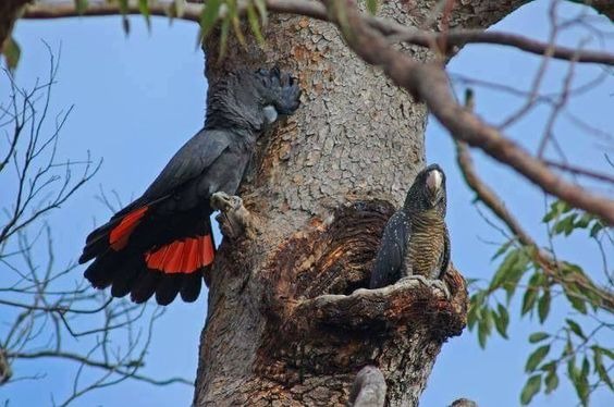 Two glossy black cockatoos in a tree