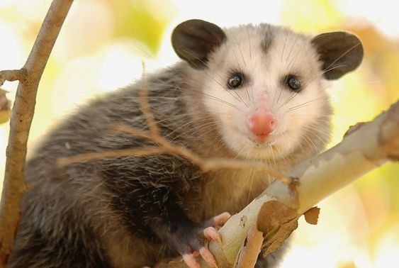 A possum on a tree branch