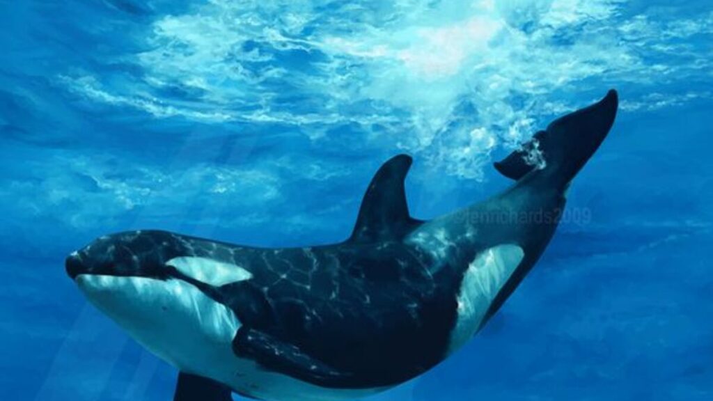 A picture of an orca