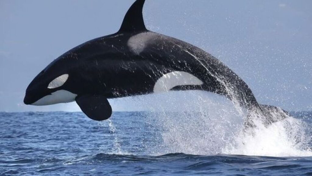 A picture of an orca