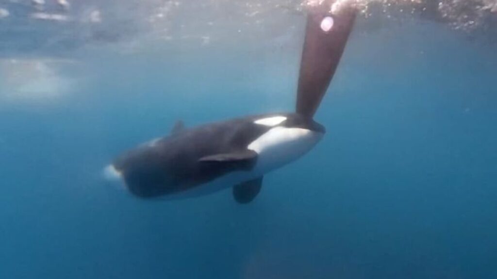 An orca attacking a boat rudder