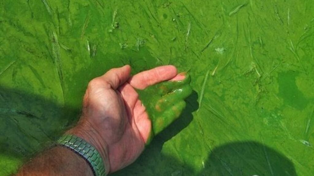 Algae infested water