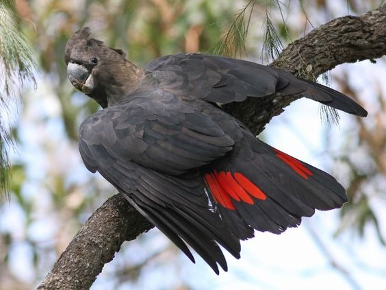 A glossy black cockatoo
