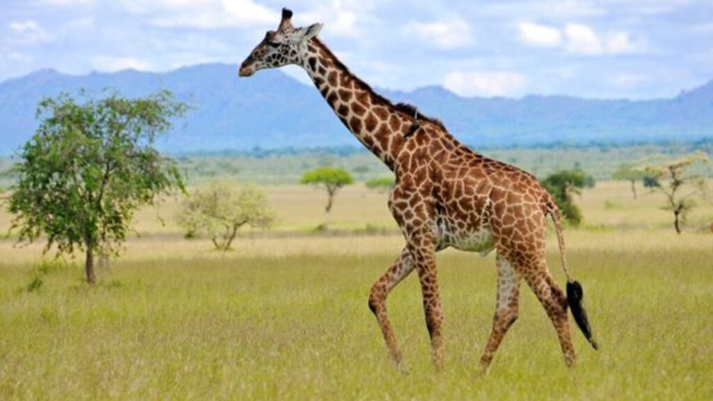 A Giraffe