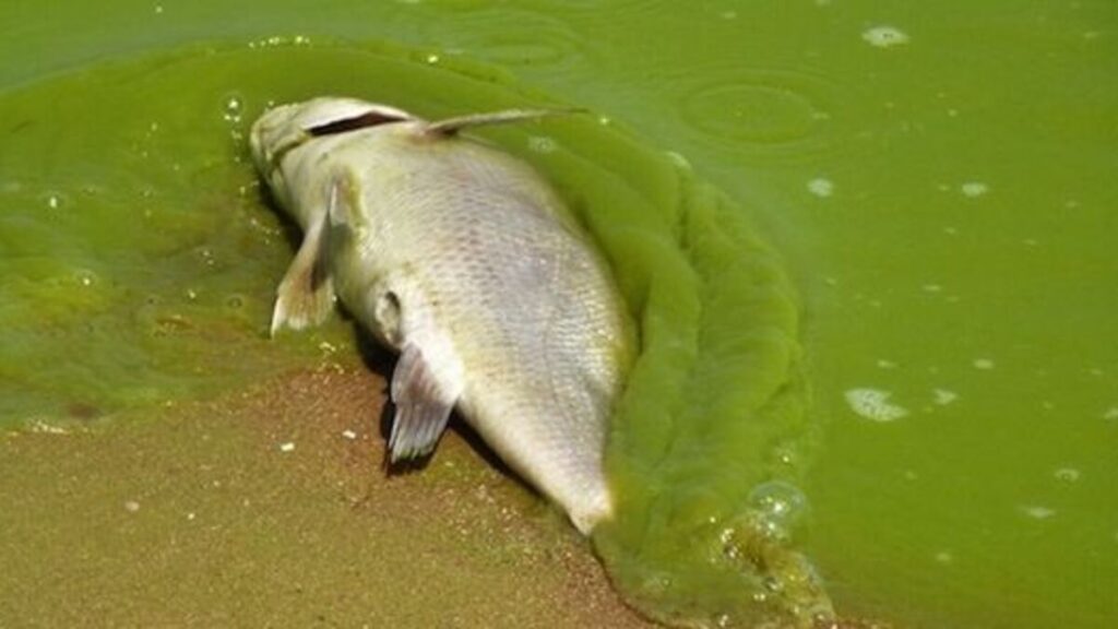 A dead fish in algae waters