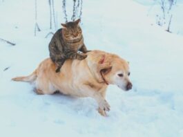 A cat laying on a Dog's back
