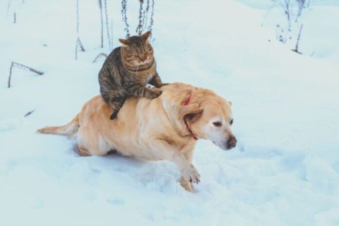 A cat laying on a Dog's back