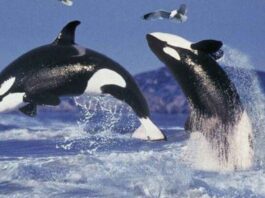 A picture of orcas