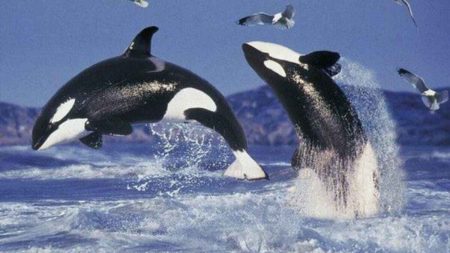 A picture of orcas