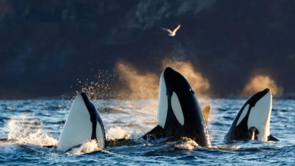 A picture of orcas