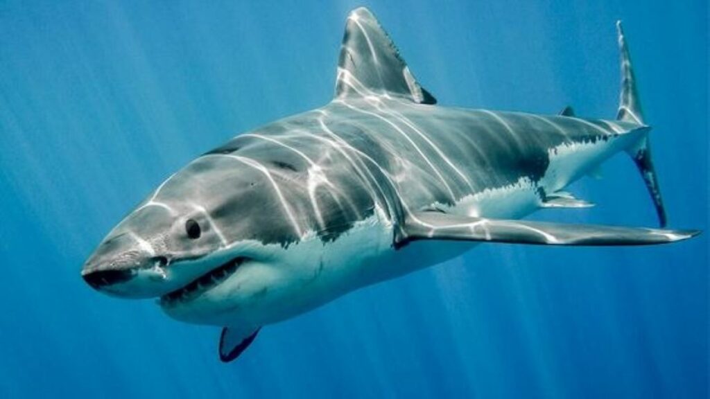 A great white shark in its element