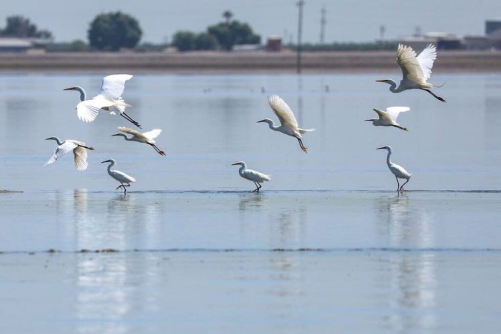 Egrets in the Tulare lake