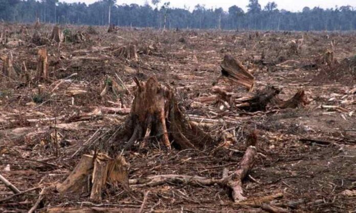 A tragic scene depicting deforestation