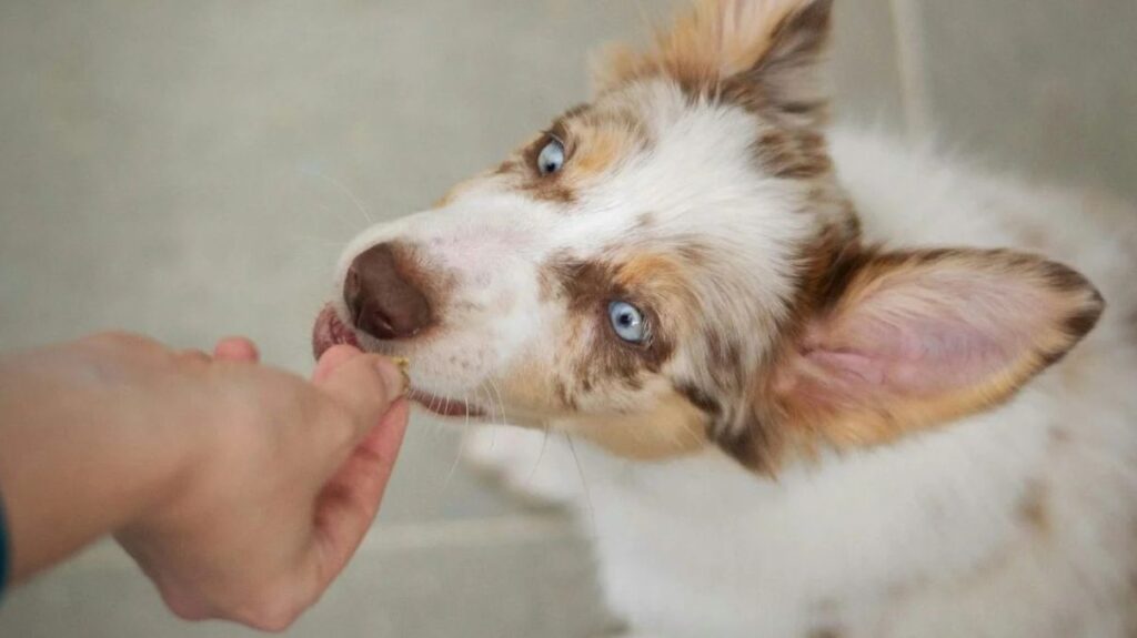 A close-up of a dog being given a treat.