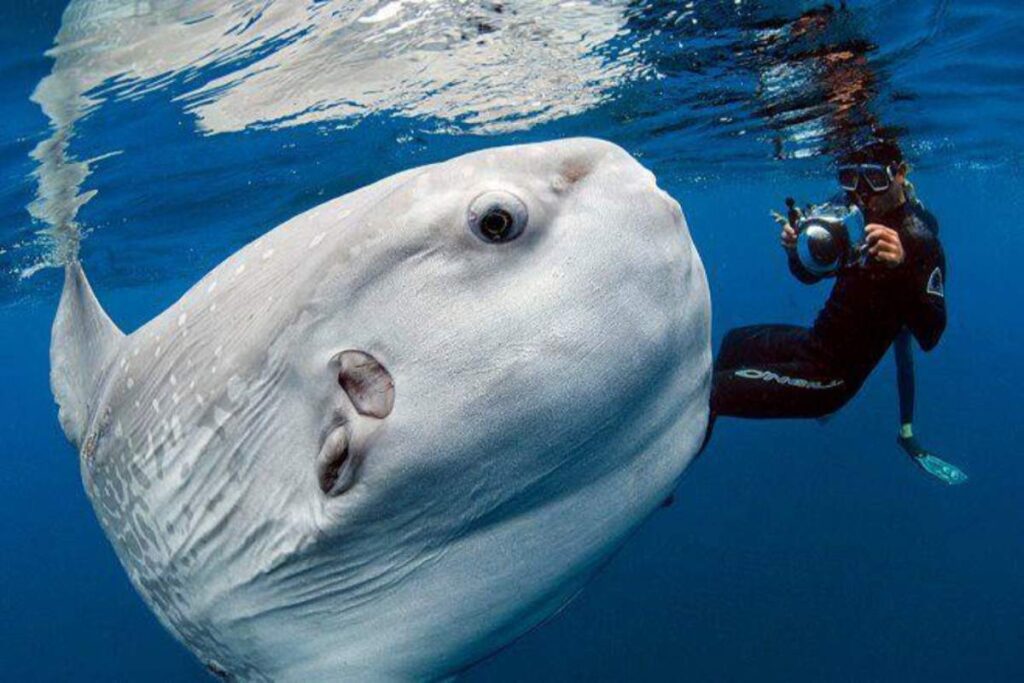 A picture representation of a giant sunfish
