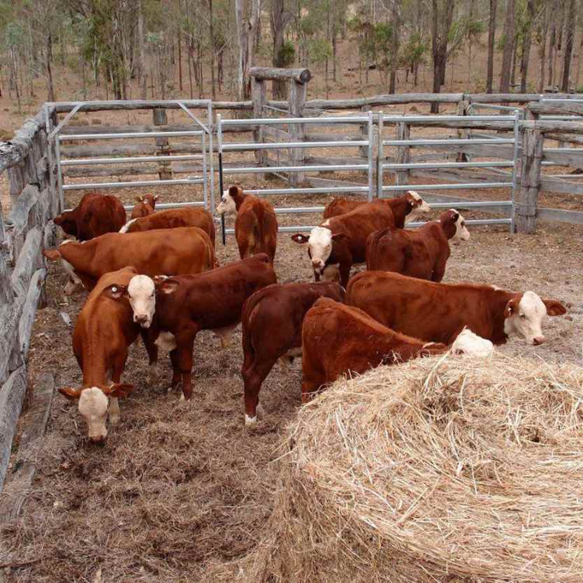 A picture of livestock animals