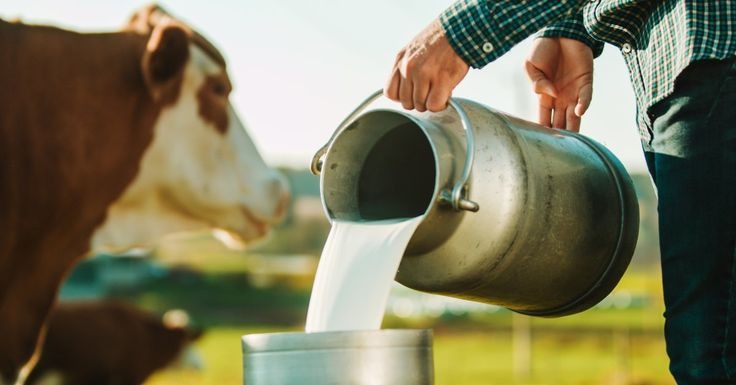 A farmer pouring raw milk from a metal bucket in front of a cow 