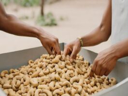 A picture of cashew nuts.