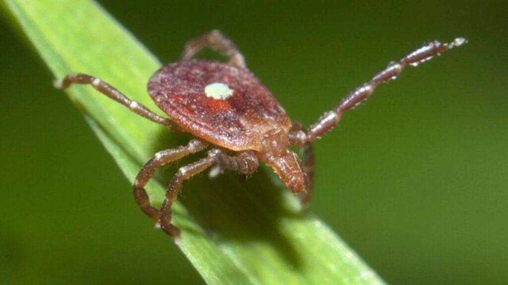 A lone star tick with a white dot on its back. It is holding onto a green leaf.