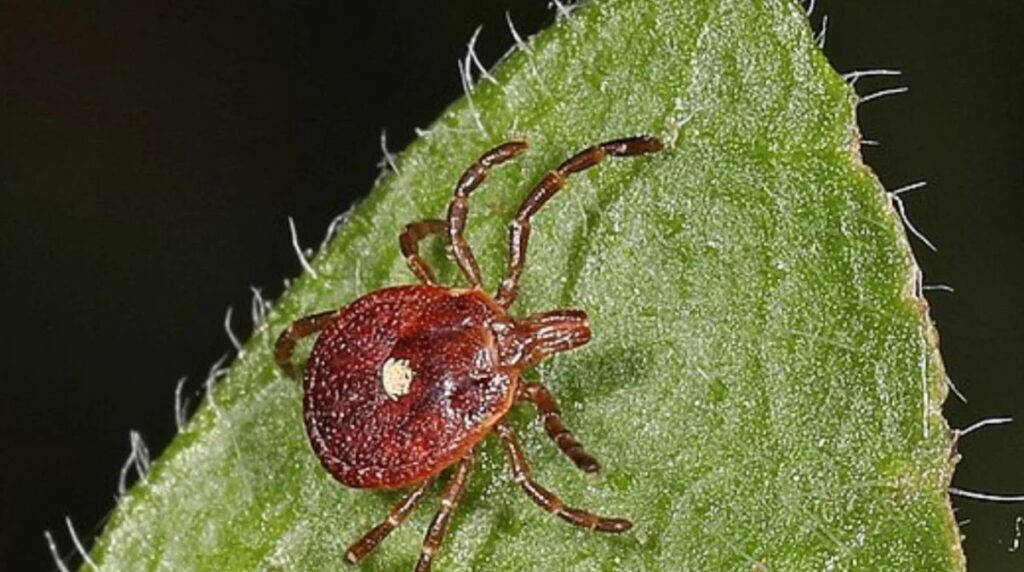 A lone star tick with a white spot on its back. It is on a green leaf.