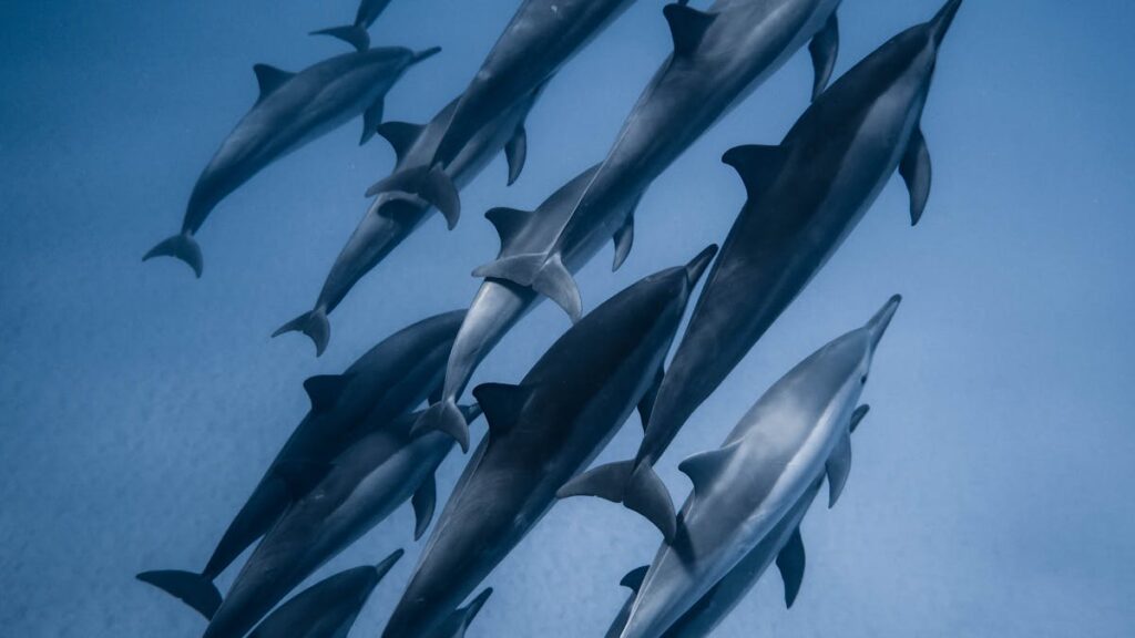 View of Dolphins Underwater
