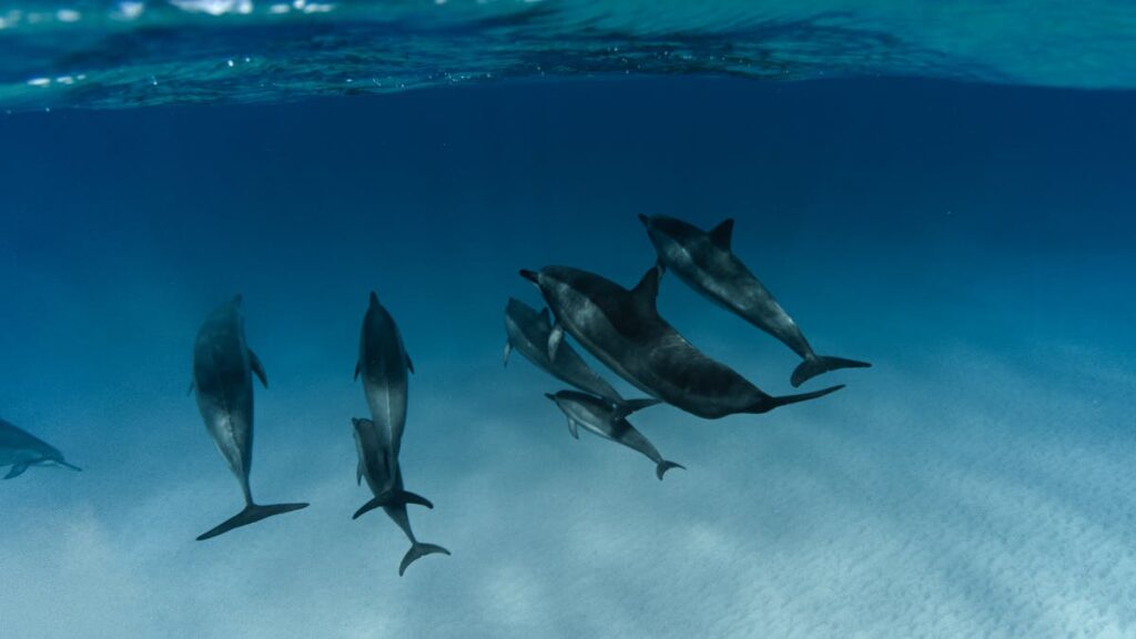 Dolphins on Body of Water
