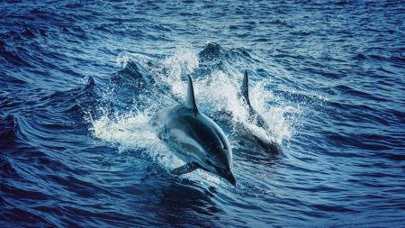 Swimming Dolphins