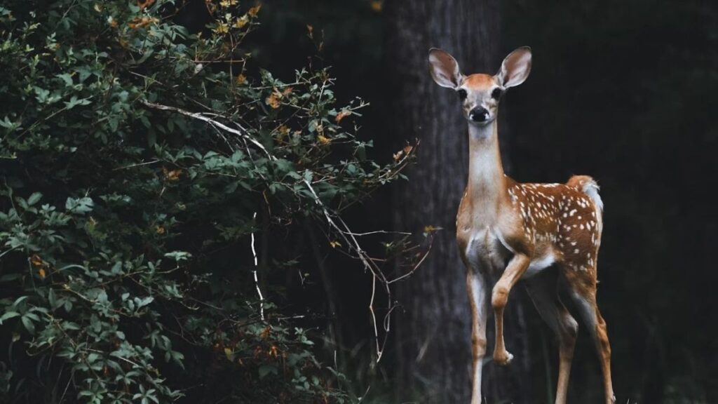 A deer next to a tree and some bushes.