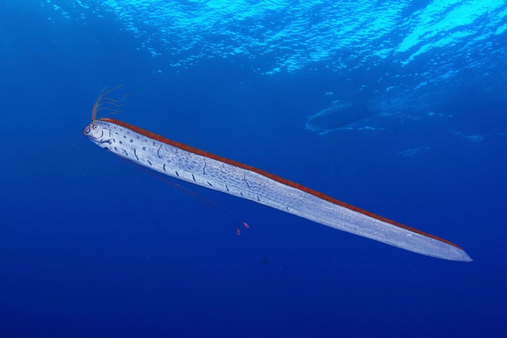 A picture of an Oarfish