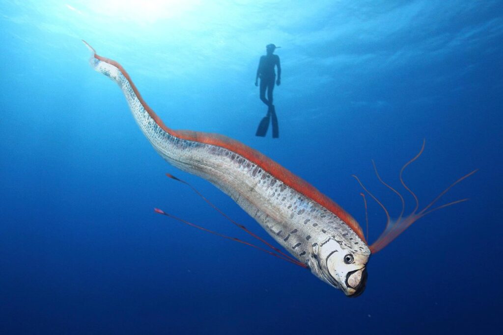 A picture of an Oarfish and a human