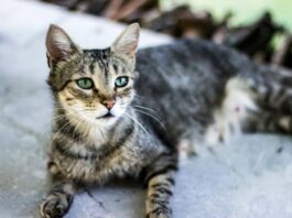 A picture of a cat staring into space