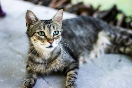 A picture of a cat staring into space