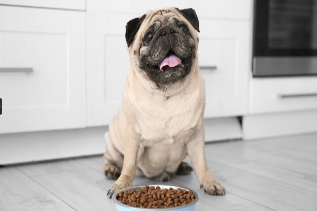 A picture of a dog and his food.